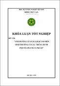Hình ảnh thu nhỏ